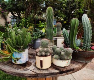 Cactus Noël : 5 idées reçues qui tuent votre plante