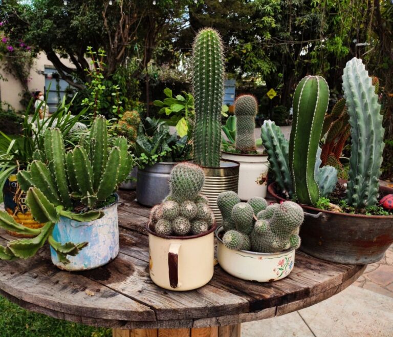 Cactus Noël : 5 idées reçues qui tuent votre plante 19 Cactus Noël : 5 idées reçues qui tuent votre plante