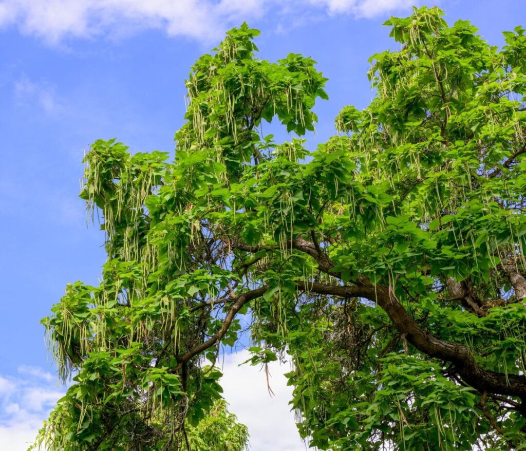 Catalpa : plantation et entretien, la checklist complète 2 Catalpa : plantation et entretien, la checklist complète