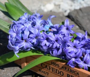Jacinthe : guide complet une floraison parfumée