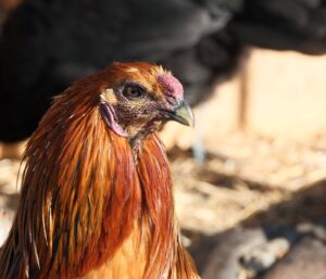 Jardipedia : test complet et avis d’un jardinier amateur