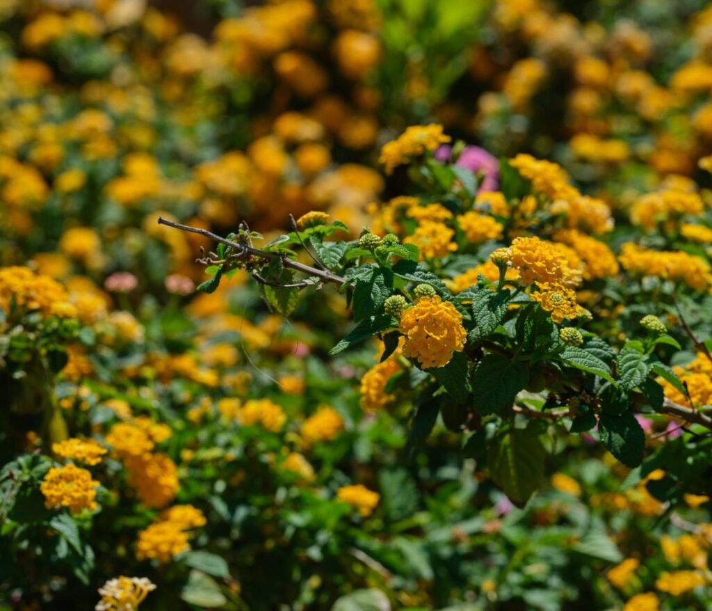 Lantana : plantation, entretien et conseils un massif fleuri tout l'été 2 Lantana : plantation, entretien et conseils un massif fleuri tout l’été
