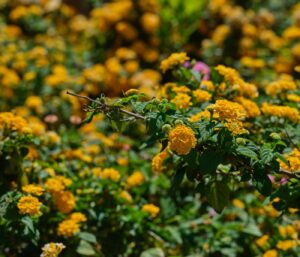 Lantana : plantation, entretien et conseils un massif fleuri tout l’été