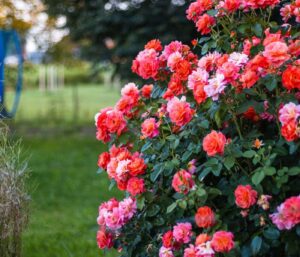 Quand tailler les rosiers ? Calendrier et gestes précis